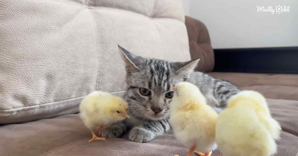 Sweet kitty and baby chicks