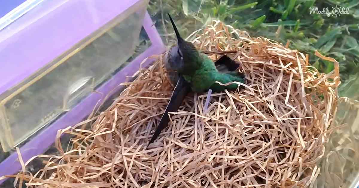 Rescued tiny hummingbird