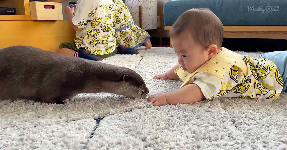 Curious otter and baby