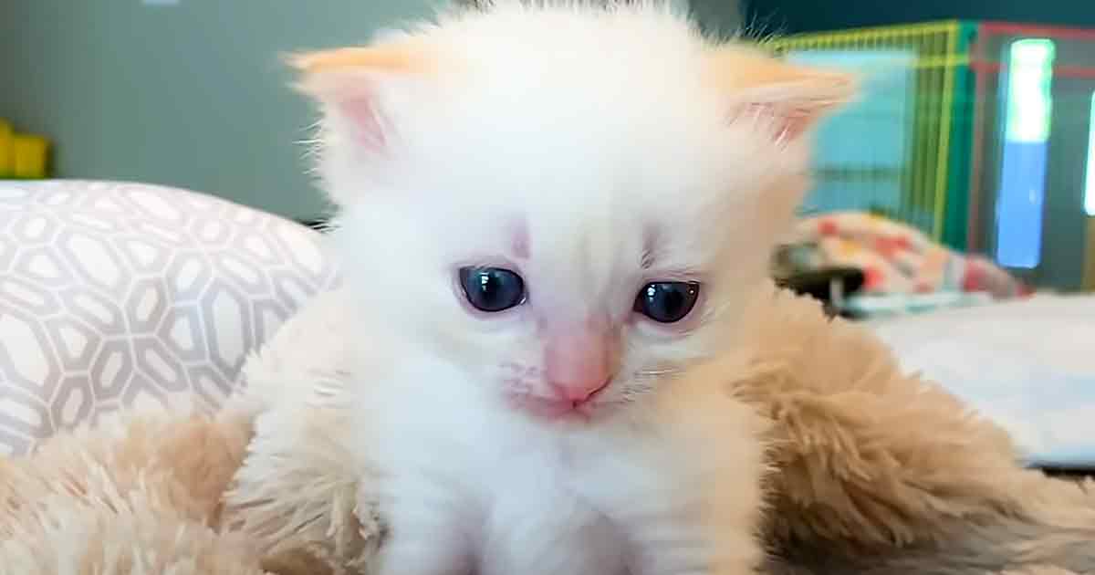 Tiny kitten
