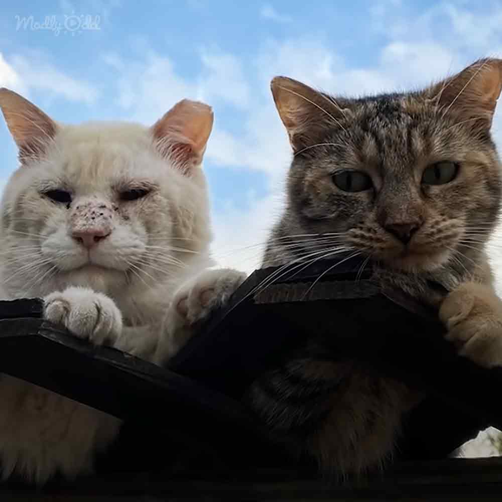 Adorable cats