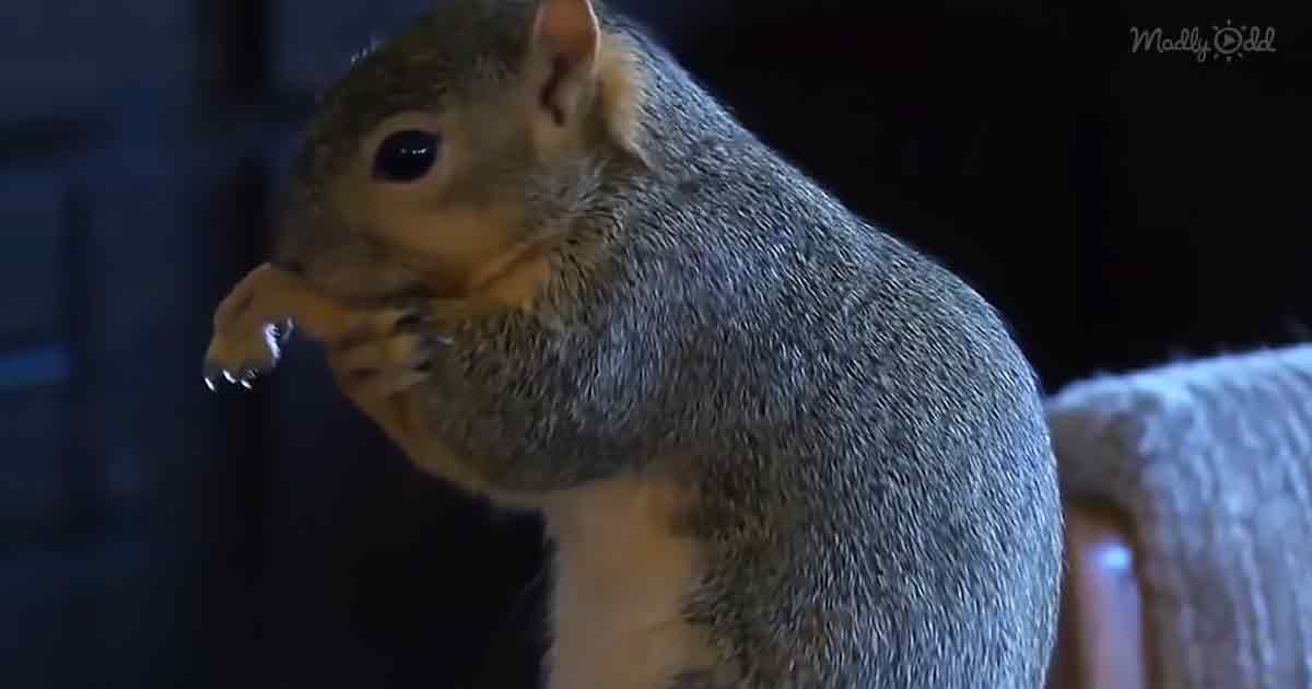 Pet squirrel