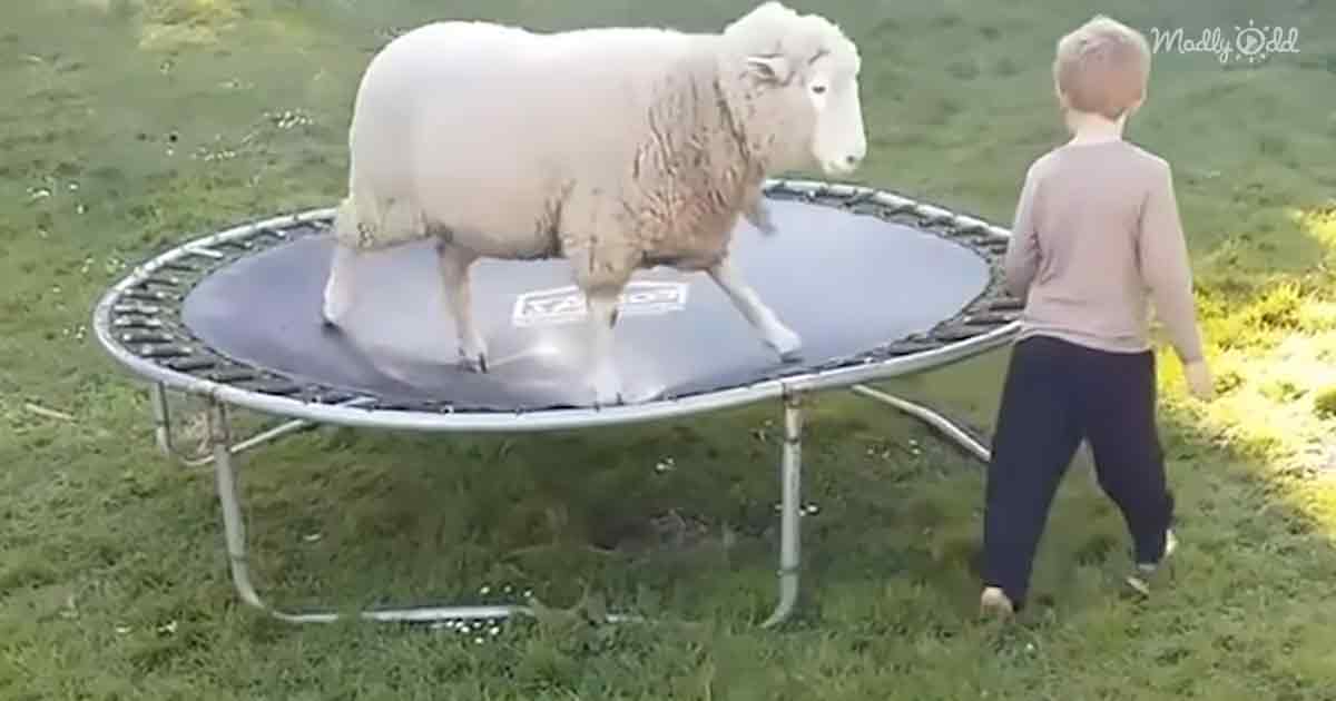 Rescued sheep playing