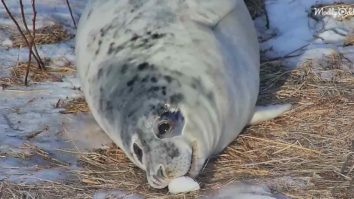 Curious baby seal