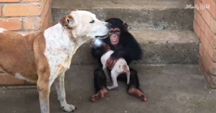 Baby chimpanzee and puppy
