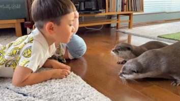 Curious otters and kid playing