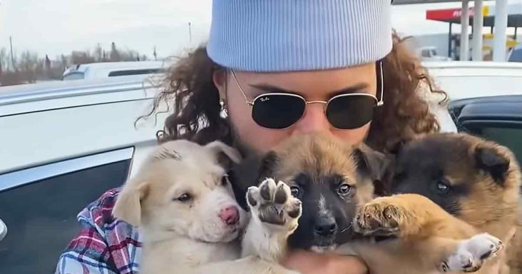 Rescued puppies
