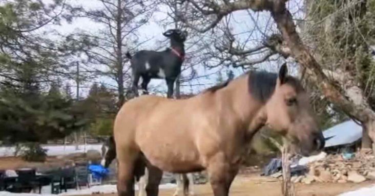 Goat and horse