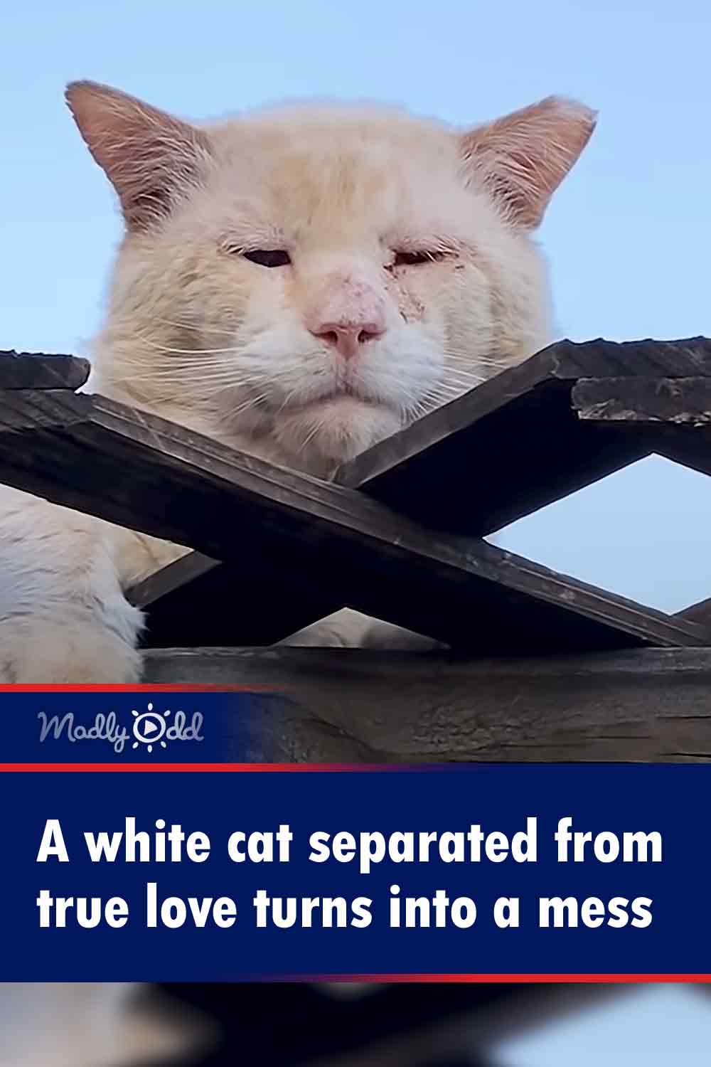 A white cat separated from true love turns into a mess