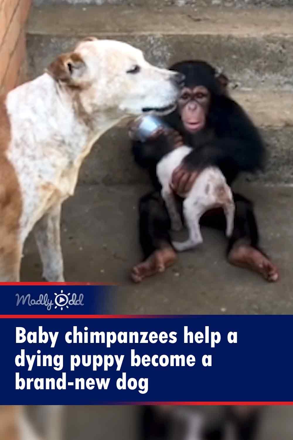 Baby chimpanzees help a dying puppy become a brand-new dog