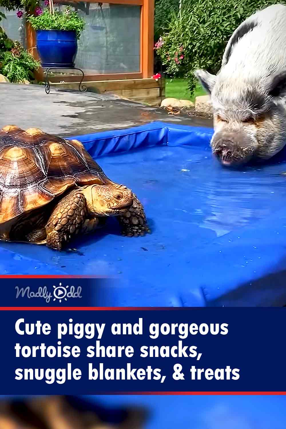 Cute piggy and gorgeous tortoise share snacks, snuggle blankets, & treats