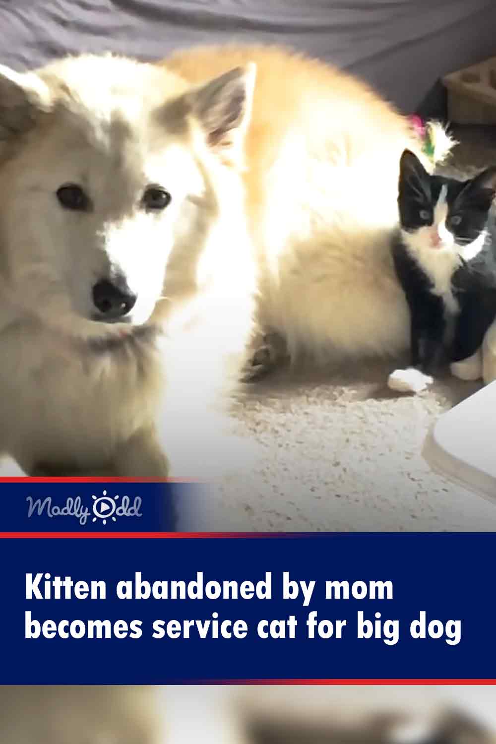 Kitten abandoned by mom becomes service cat for big dog