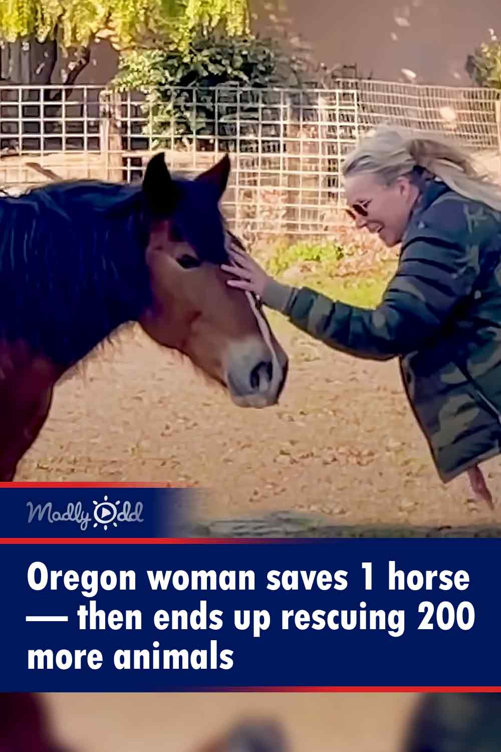 Oregon woman saves 1 horse — then ends up rescuing 200 more animals