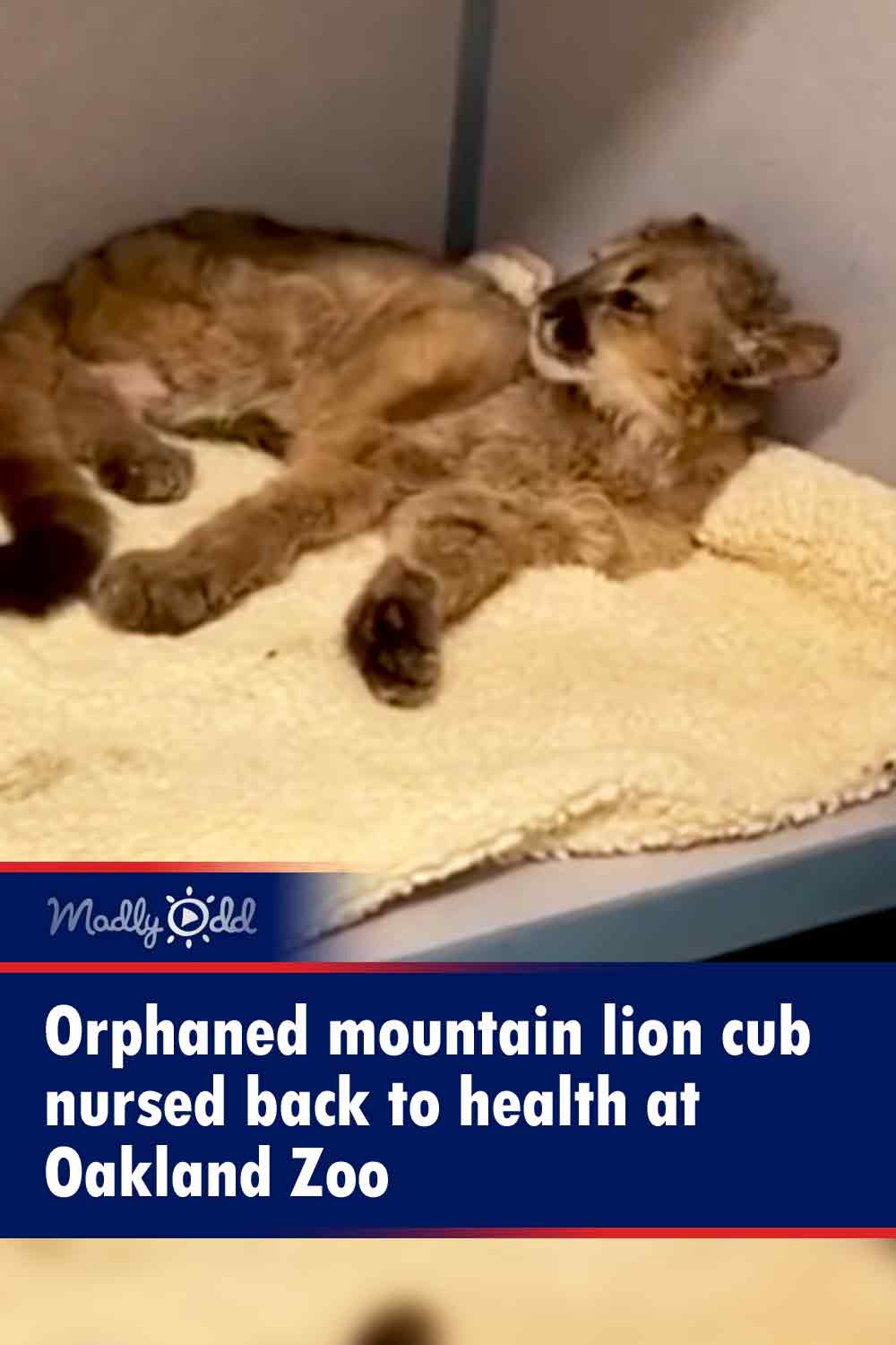 Orphaned mountain lion cub nursed back to health at Oakland Zoo