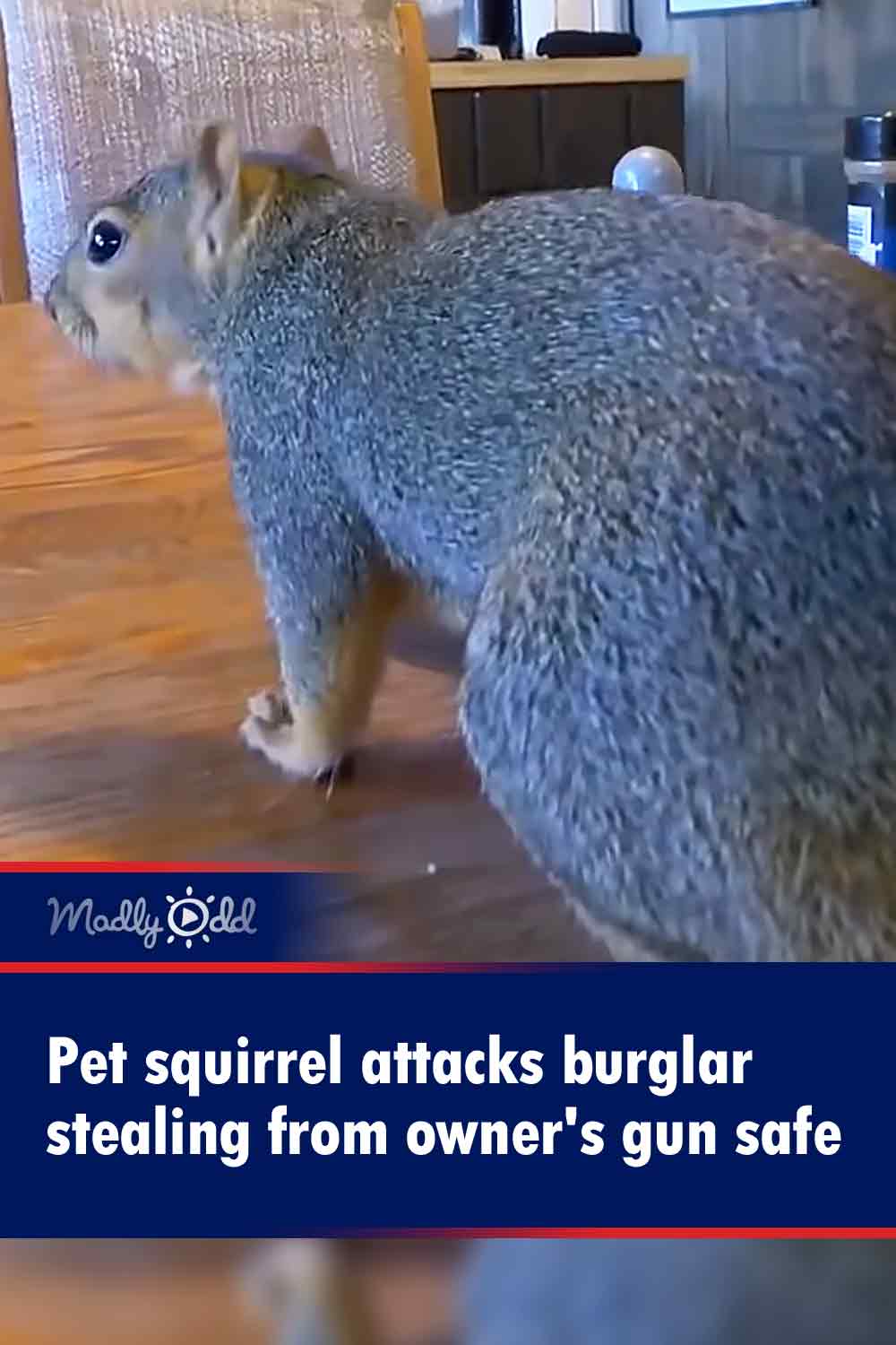 Pet squirrel attacks burglar stealing from owner\'s gun safe