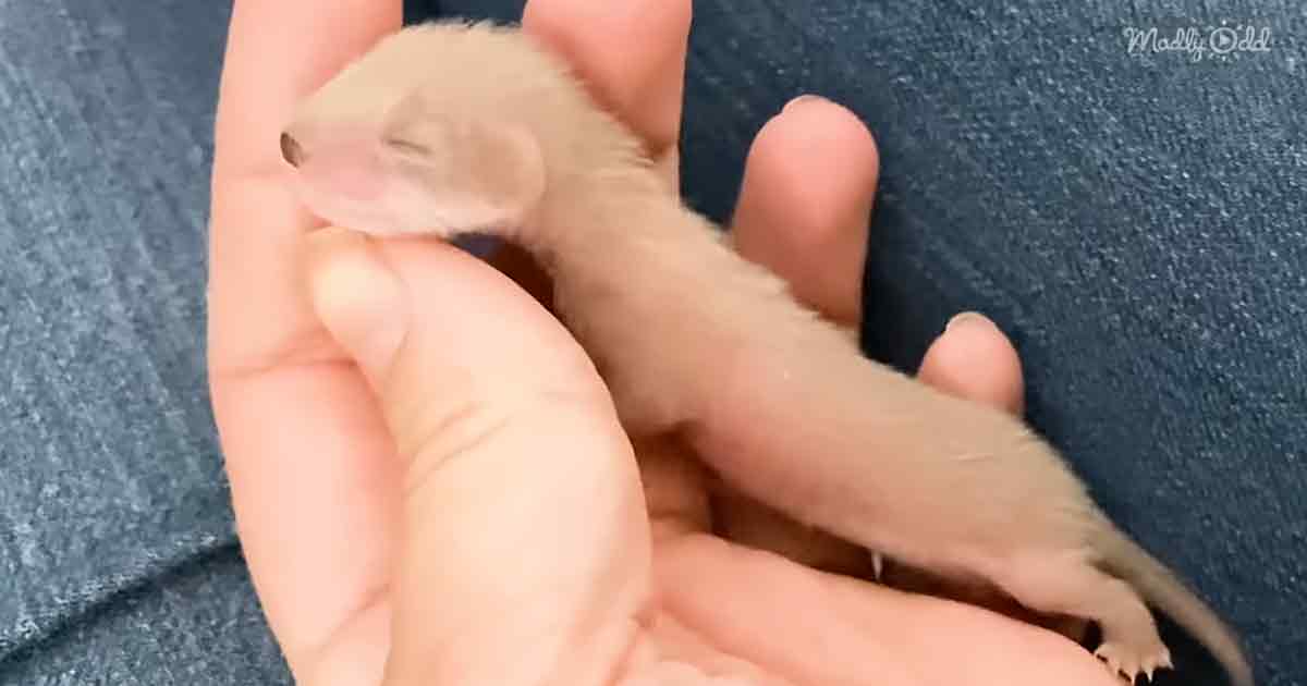 Cute weasel