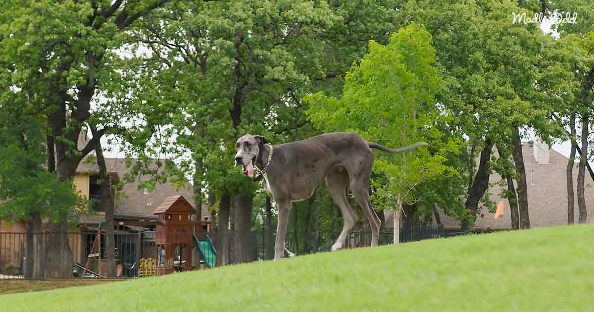 The tallest Great Dane