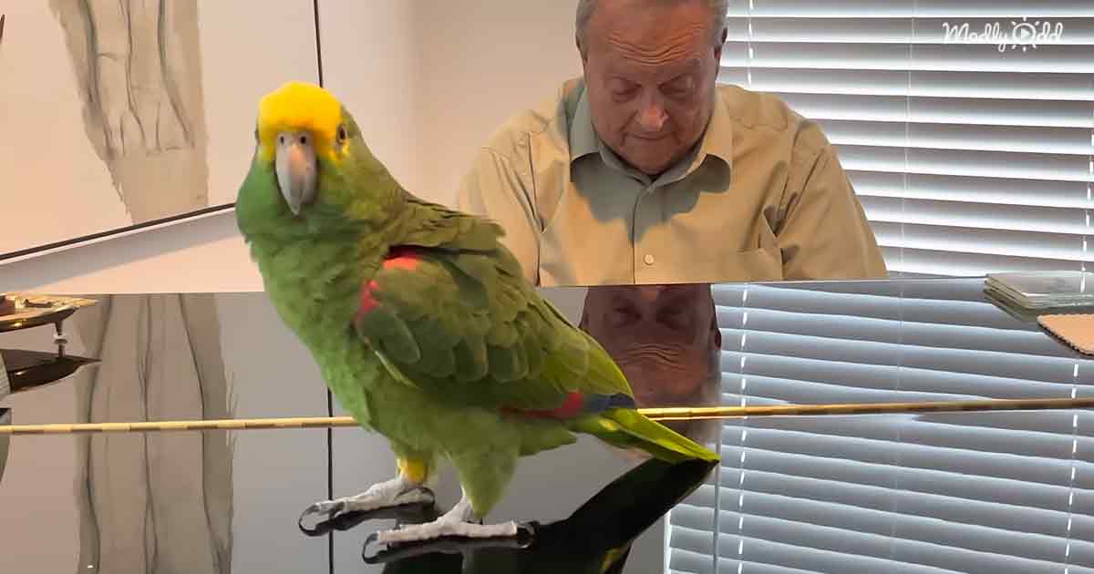 Parrot singing