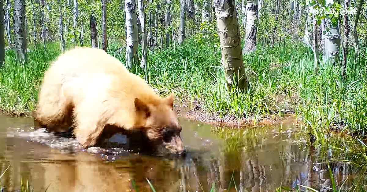 Tiny bear cub taking a bath