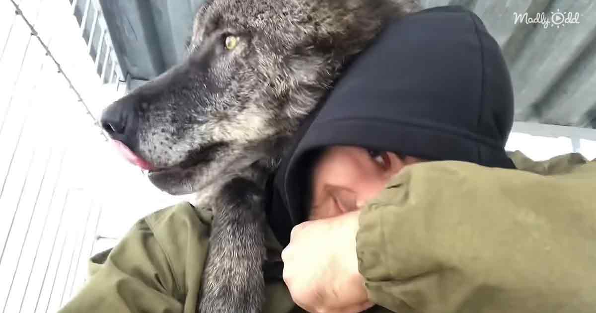 Black Canadian Wolf and his human friend