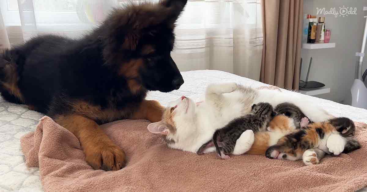Mom cat, kittens, and German Shepherd puppy