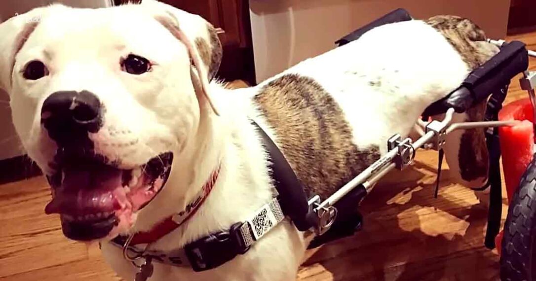 Paralyzed puppy runs with unbridled joy in her new wheelchair