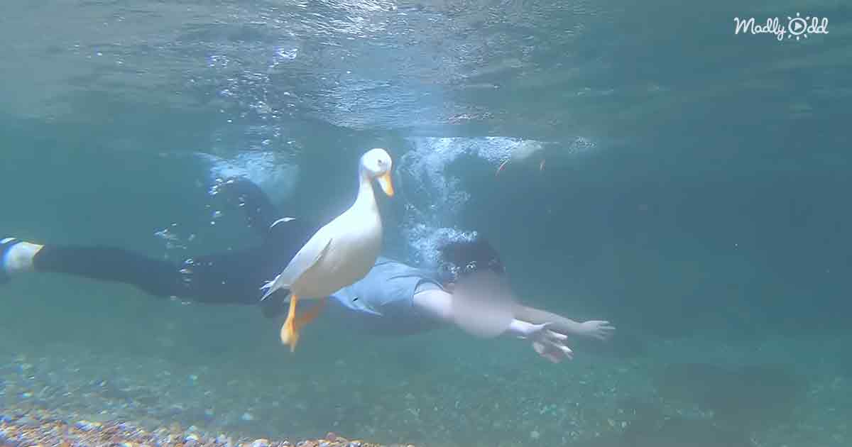 Diving with a duck
