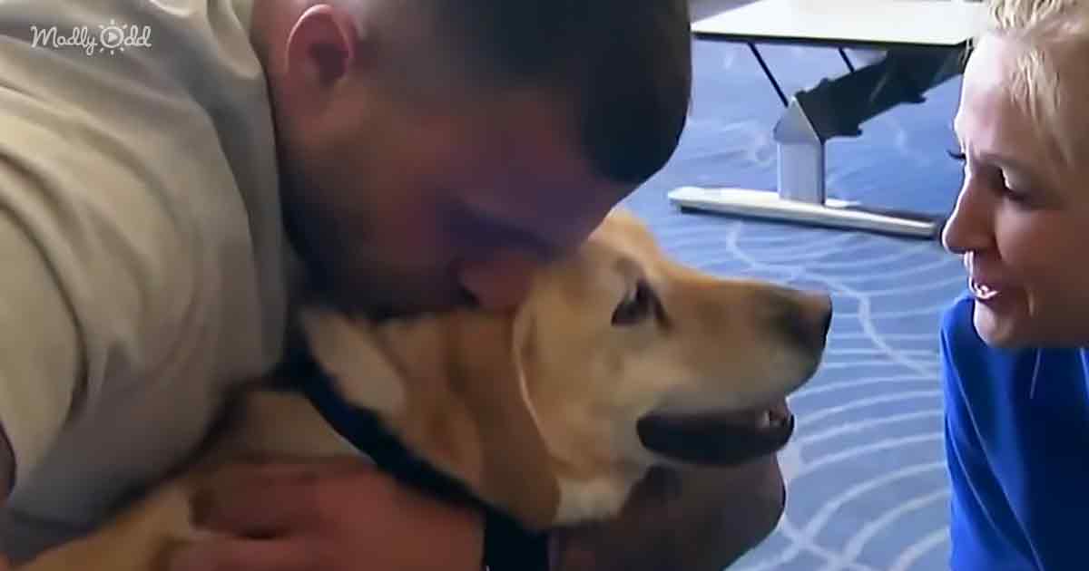 Service dog and soldier reunited