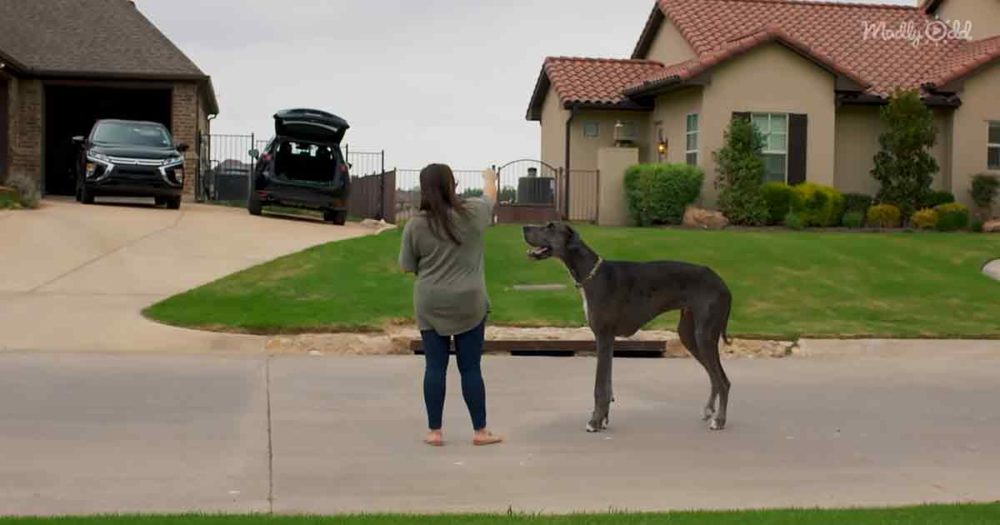 The tallest Great Dane