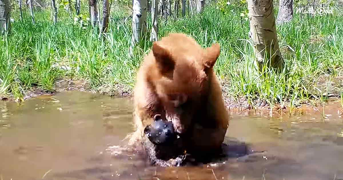 Tiny bear cub taking a bath