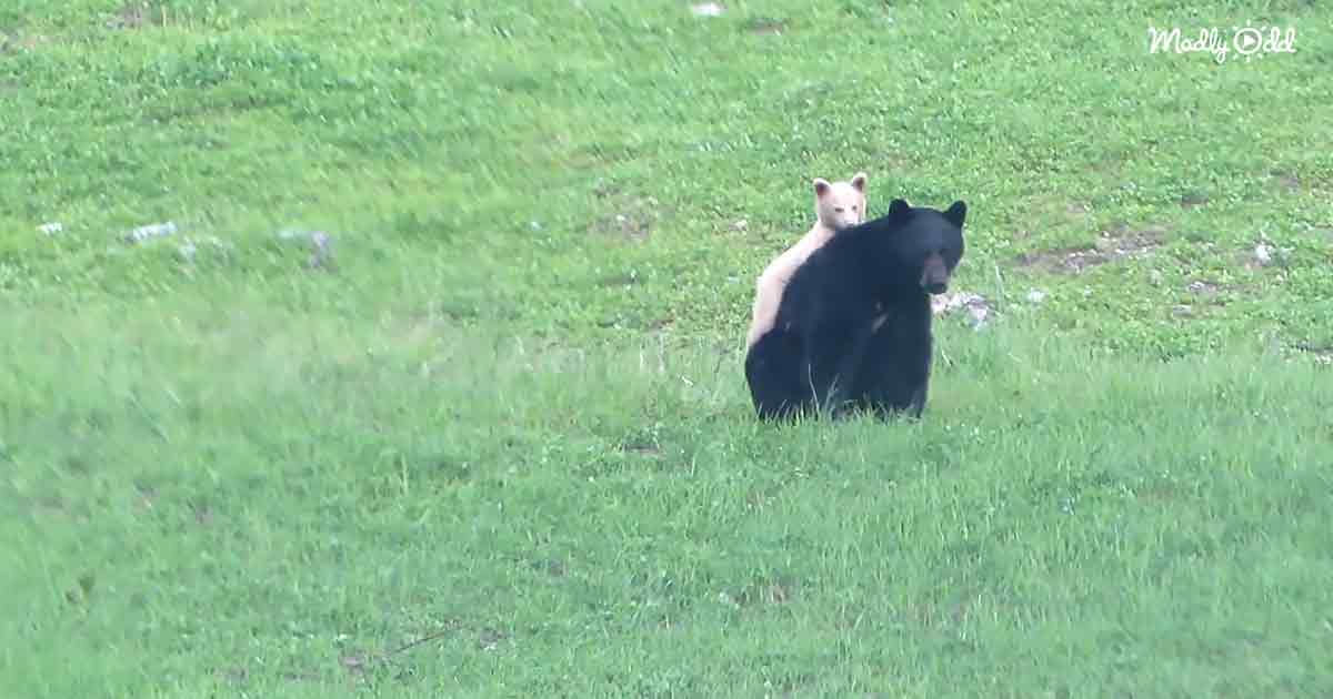 White bear cub and black mama bear