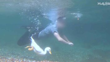 Diving with a duck