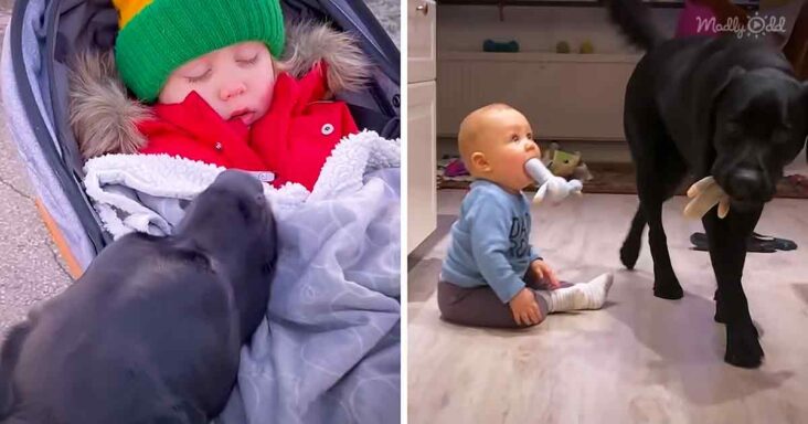 Dog and his human baby brother