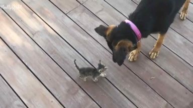 Terrified rescue dog gets first-ever TLC, transforms into happy pup