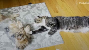 Yorkie meets cat sibling