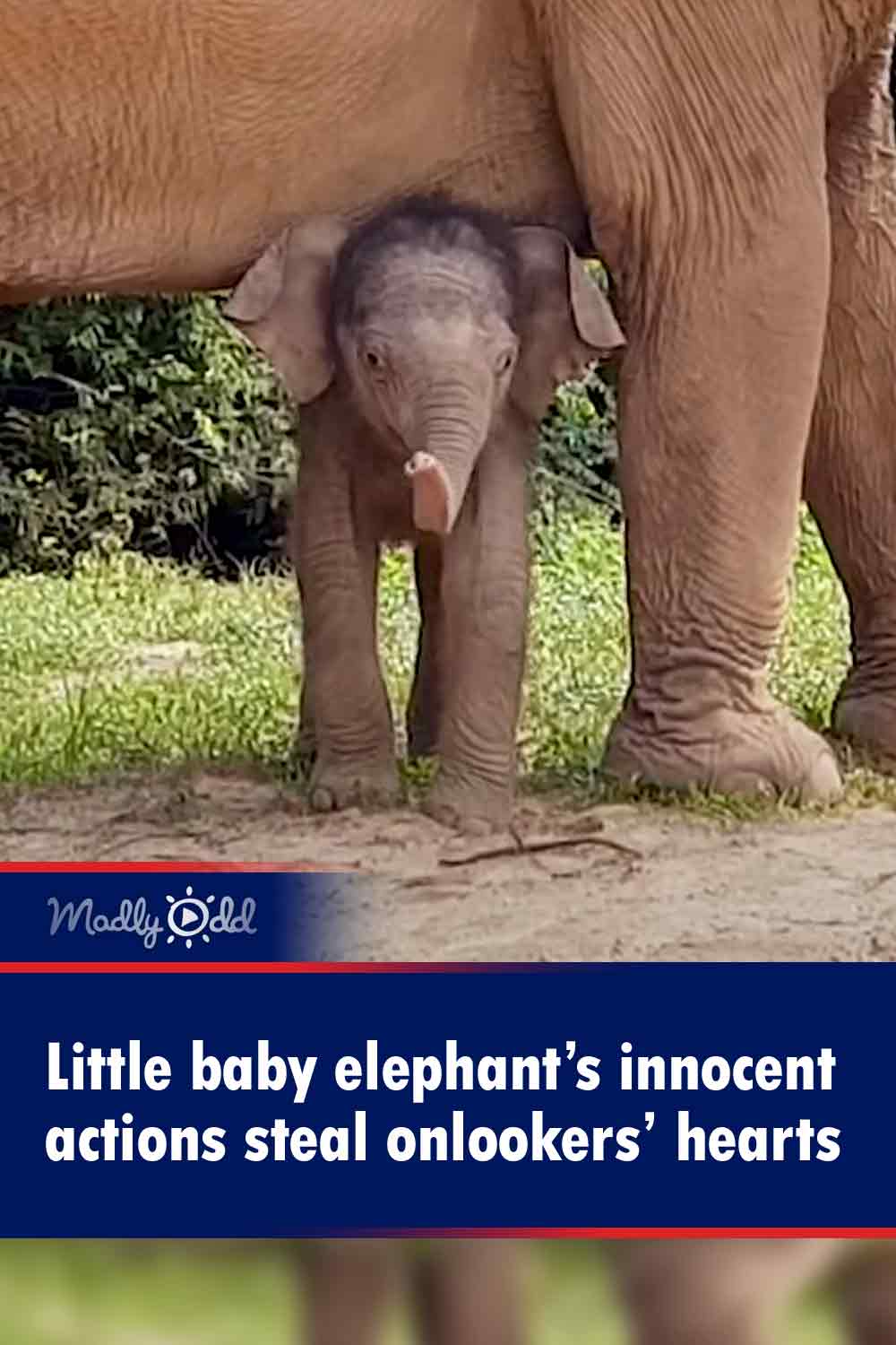 Little baby elephant’s innocent actions steal onlookers’ hearts