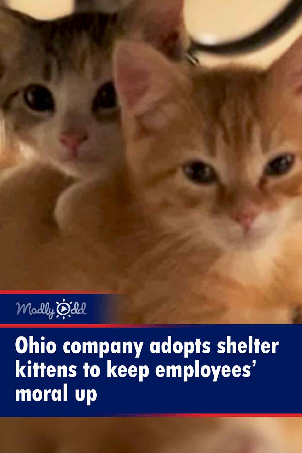 Ohio company adopts shelter kittens to keep employees’ moral up
