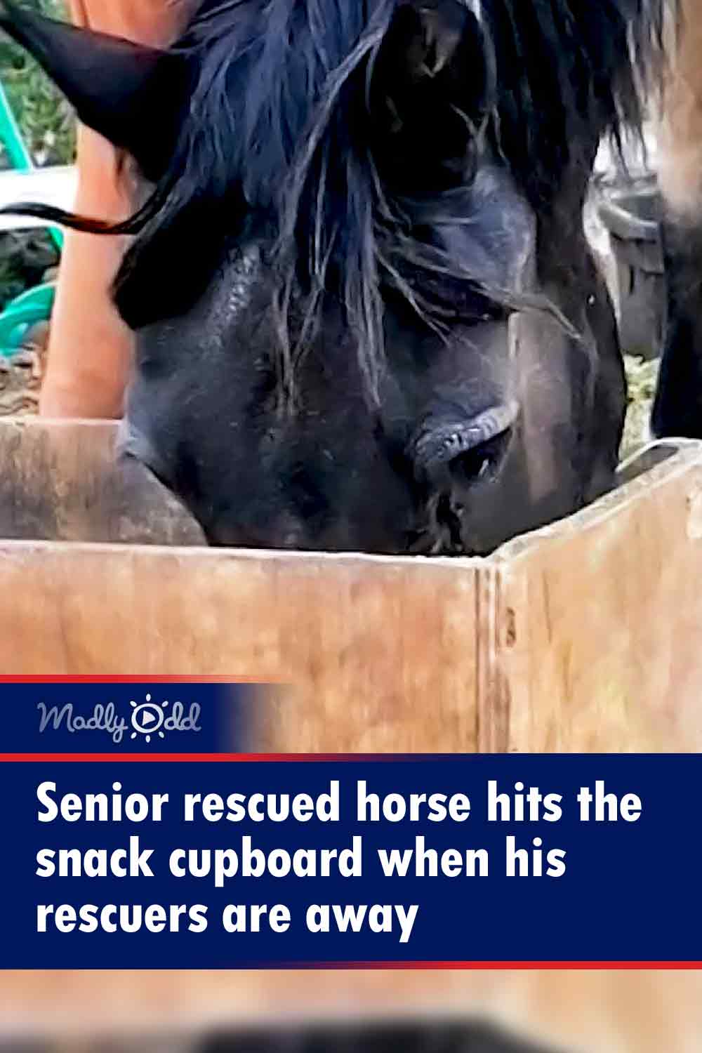 Senior rescued horse hits the snack cupboard when his rescuers are away