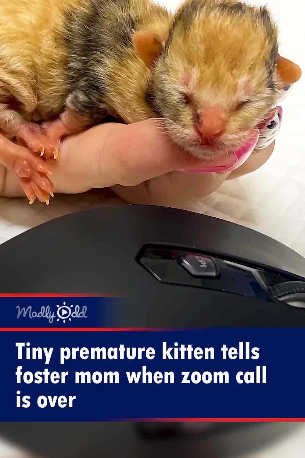 Tiny premature kitten tells foster mom when zoom call is over