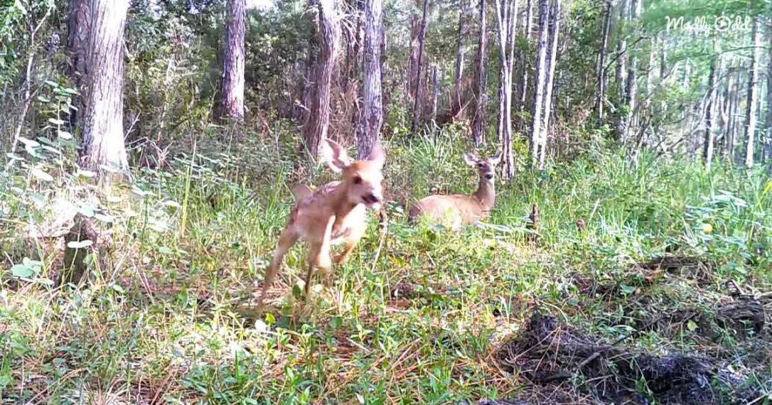 Baby deer’s adorable zoomies captured on trail cam Madly Odd!