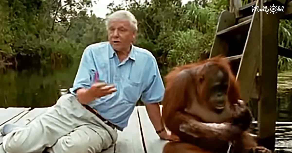 David Attenborough