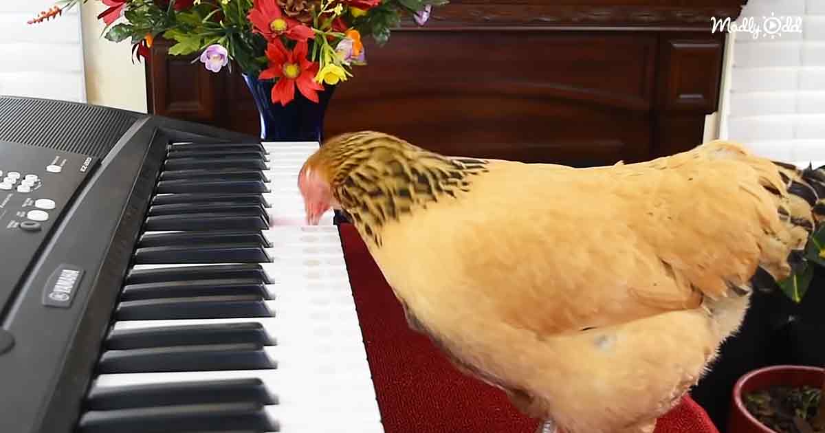 Chicken playing piano