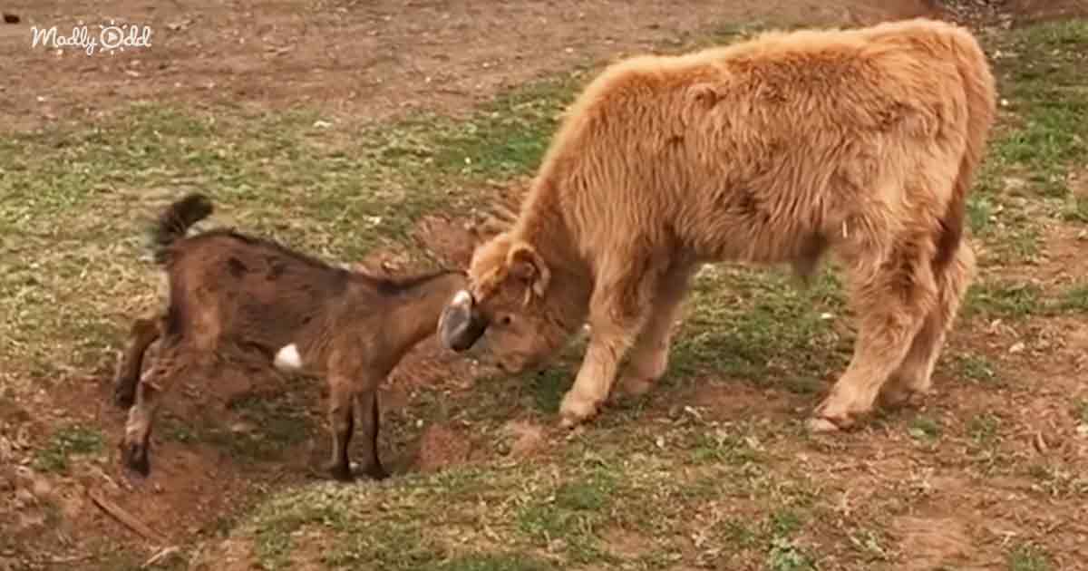 Orphaned baby cow and his bestie goat