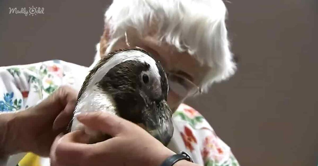 104yearold woman her life’s goal of meeting a penguin