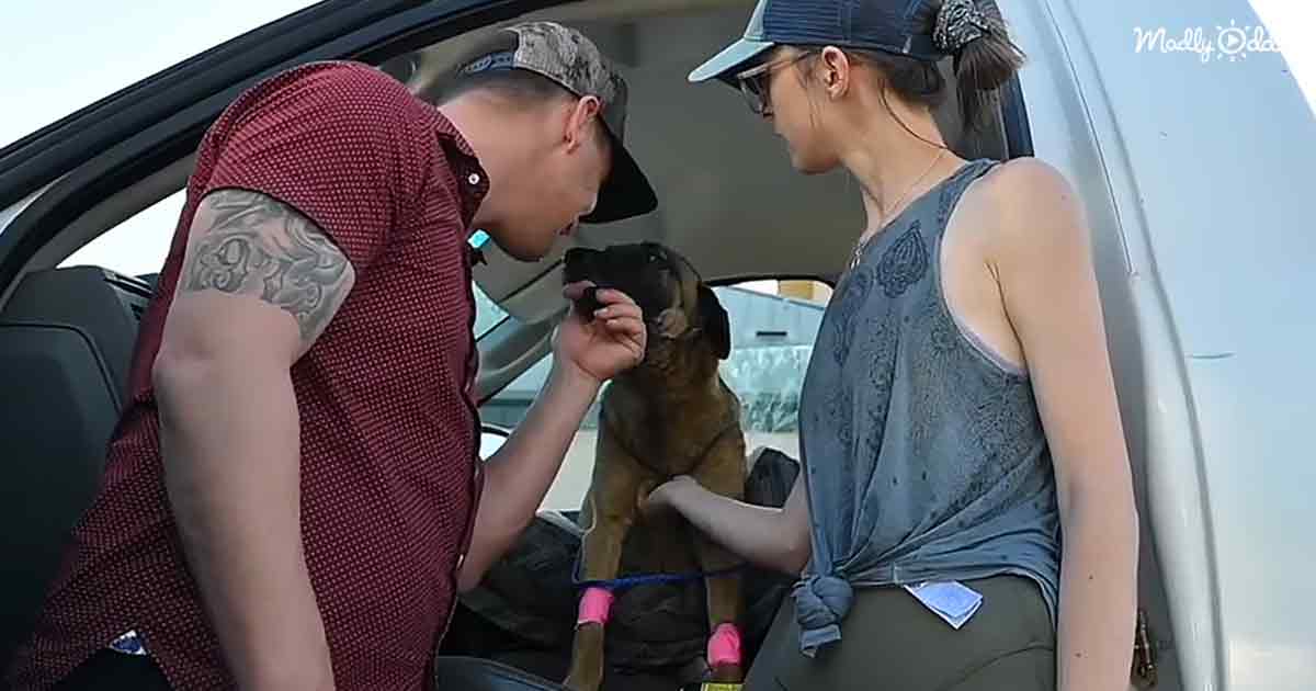 Brave dog and her owner