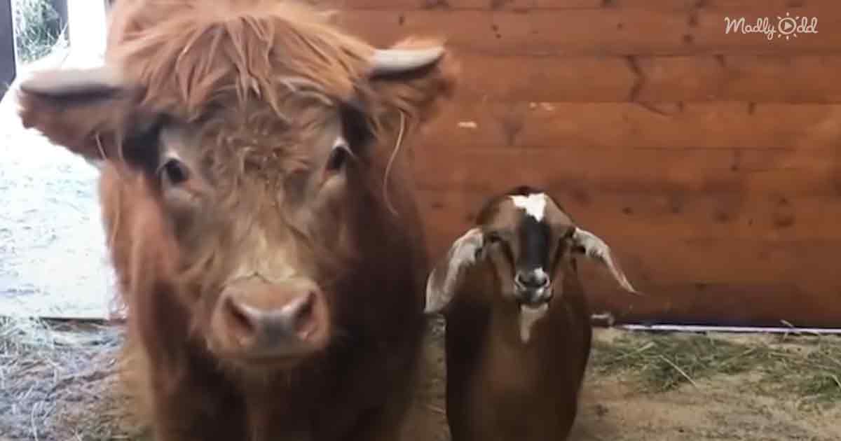 Orphaned baby cow and his bestie goat