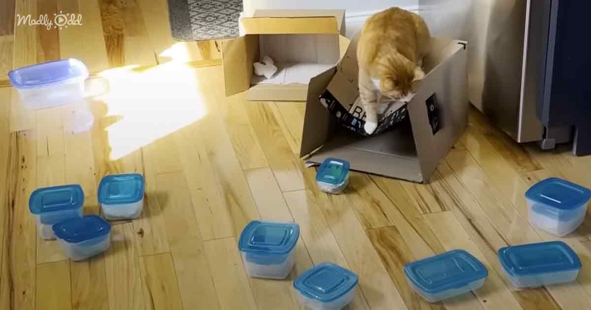 Cat obsessed with Tupperware