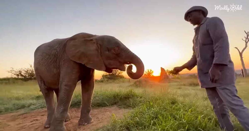 Albino baby elephant Khanyisa