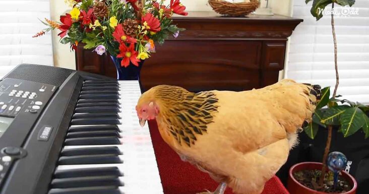 Chicken playing piano