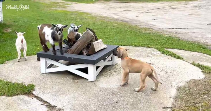 Great Dane puppy and baby goats